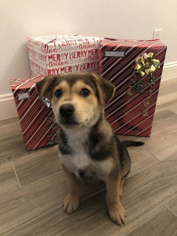 Coronado Pet Adoption WORKING DOG REGISTRY