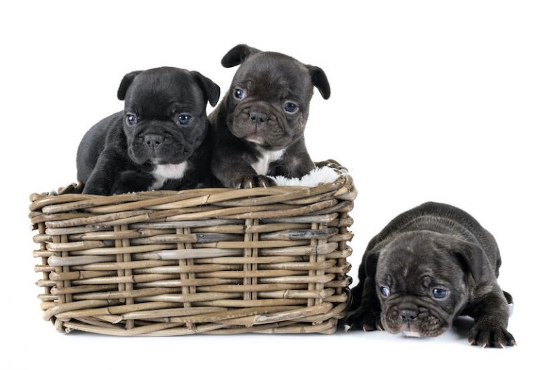 Puppy prices go up due to COVID19 WORKING DOG REGISTRY