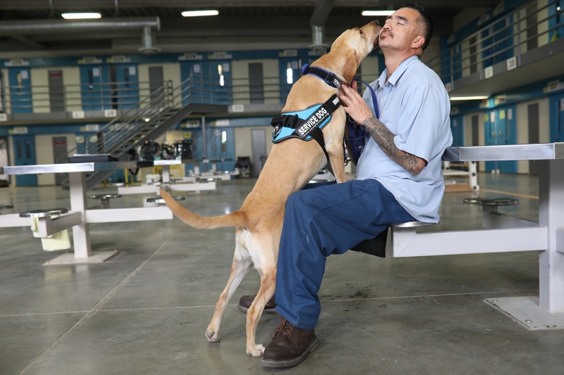 Paws For Life Rescue Program WORKING DOG REGISTRY