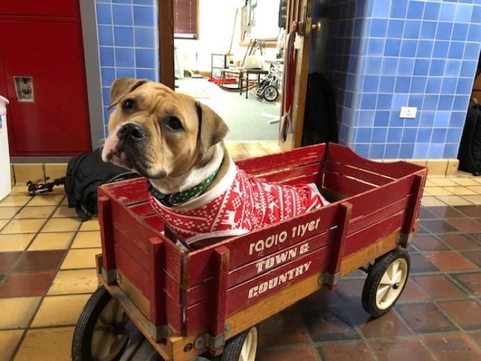 Therapy dog changing lives at Central Catholic - Working Dog Registry