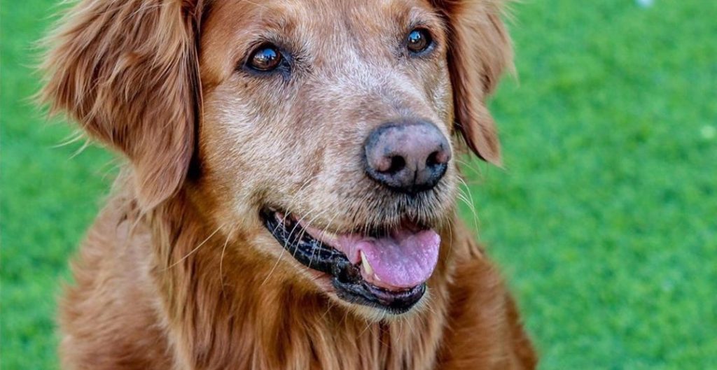 a-therapy-dog-is-providing-virtual-therapy-sessions-working-dog-registry