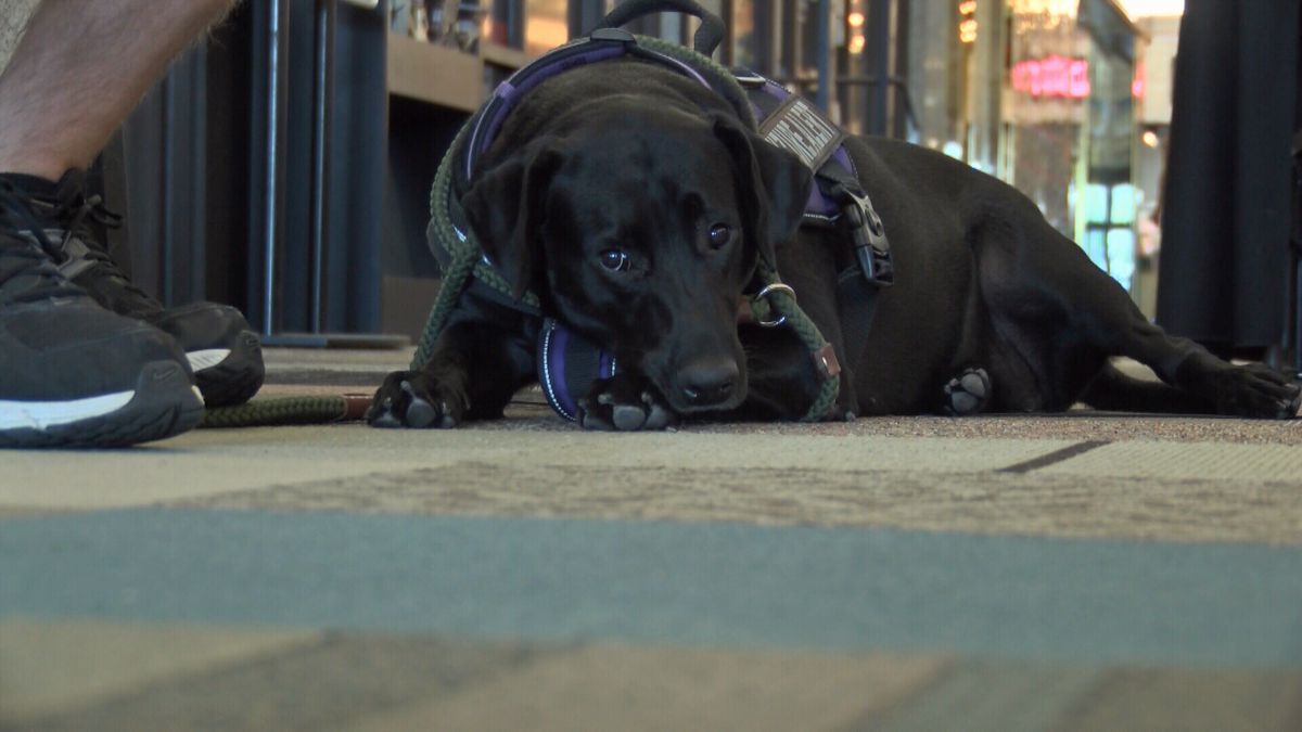 Support Animal In Court - Working Dog Registry