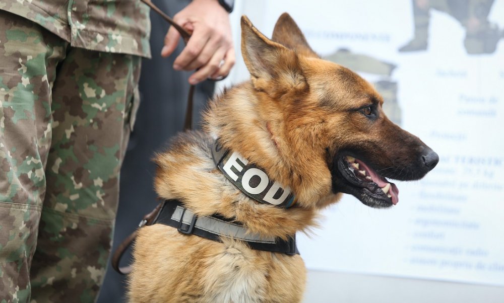 Sniffer Dogs WORKING DOG REGISTRY