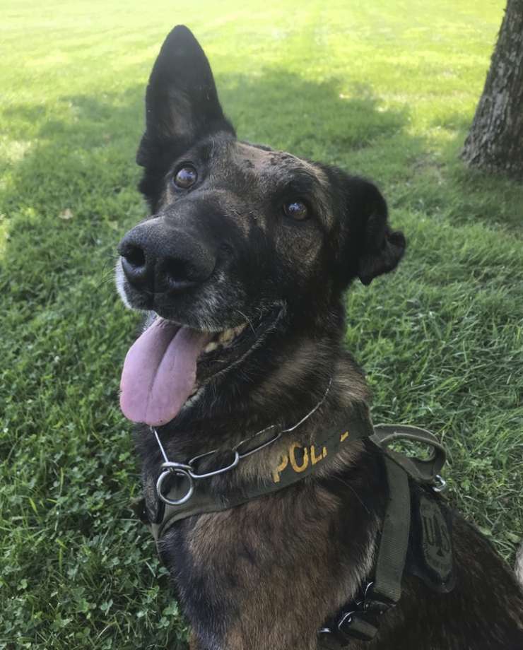 Service Police Dog | WORKING DOG REGISTRY