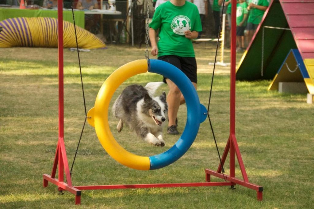 4-h-dog-project-working-dog-registry