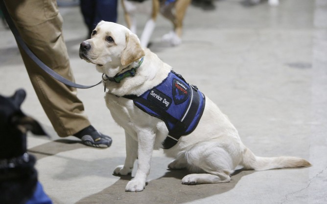 Service Animals On Planes | WORKING DOG REGISTRY