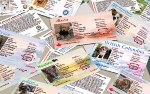 servicedogs-canada-multiple-cards-600×376